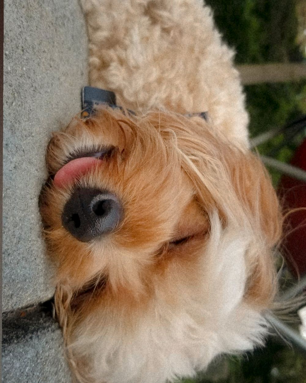 Close-up of a fluffy goldendoodle dog peeking around a corner with a playful expression and visible wet nose.