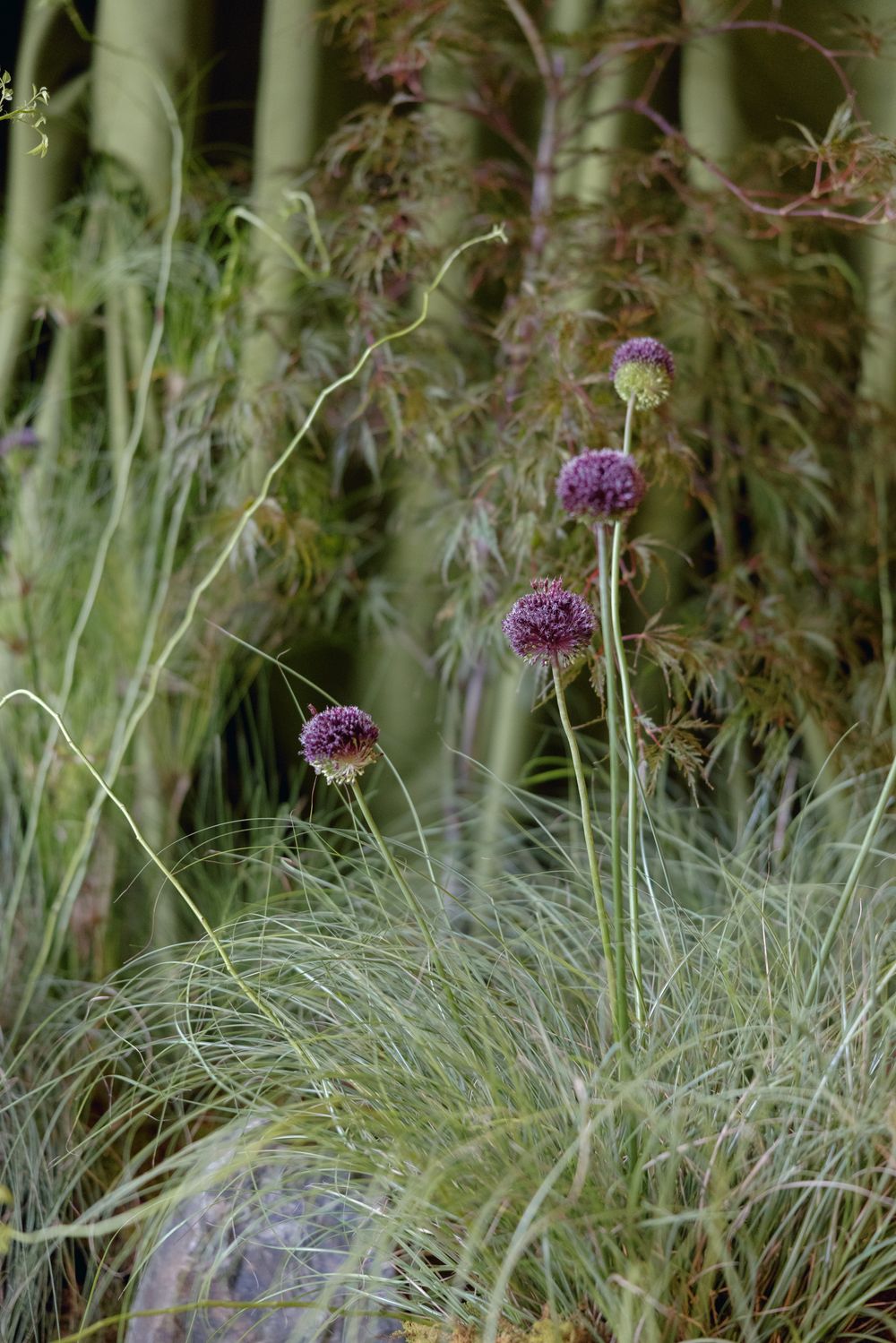 Purple allium flowers bloom among wispy ornamental grasses in a garden setting.