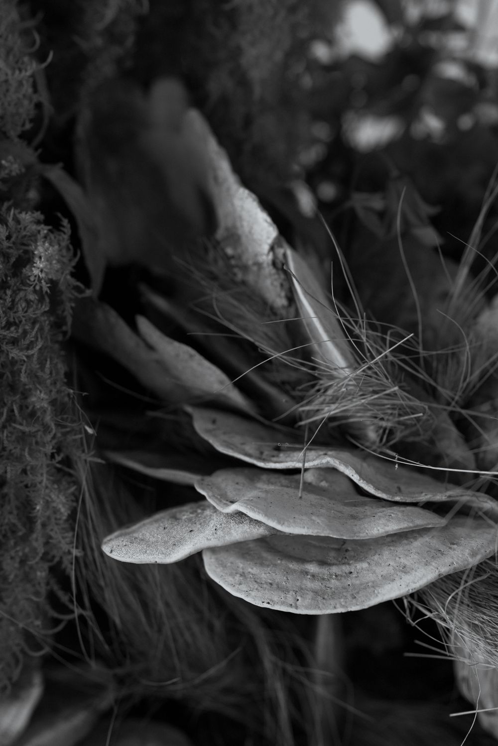 Artistic black and white macro photograph of delicate plant tendrils and leaves.