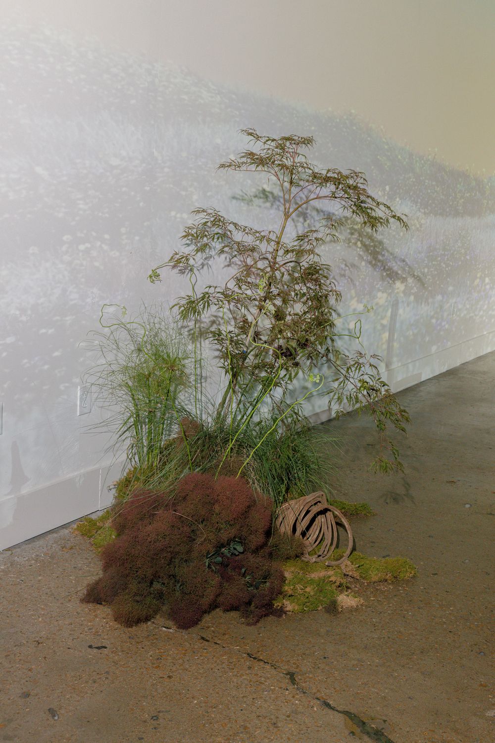 Natural indoor garden display with bamboo and ornamental grasses against a white wall.