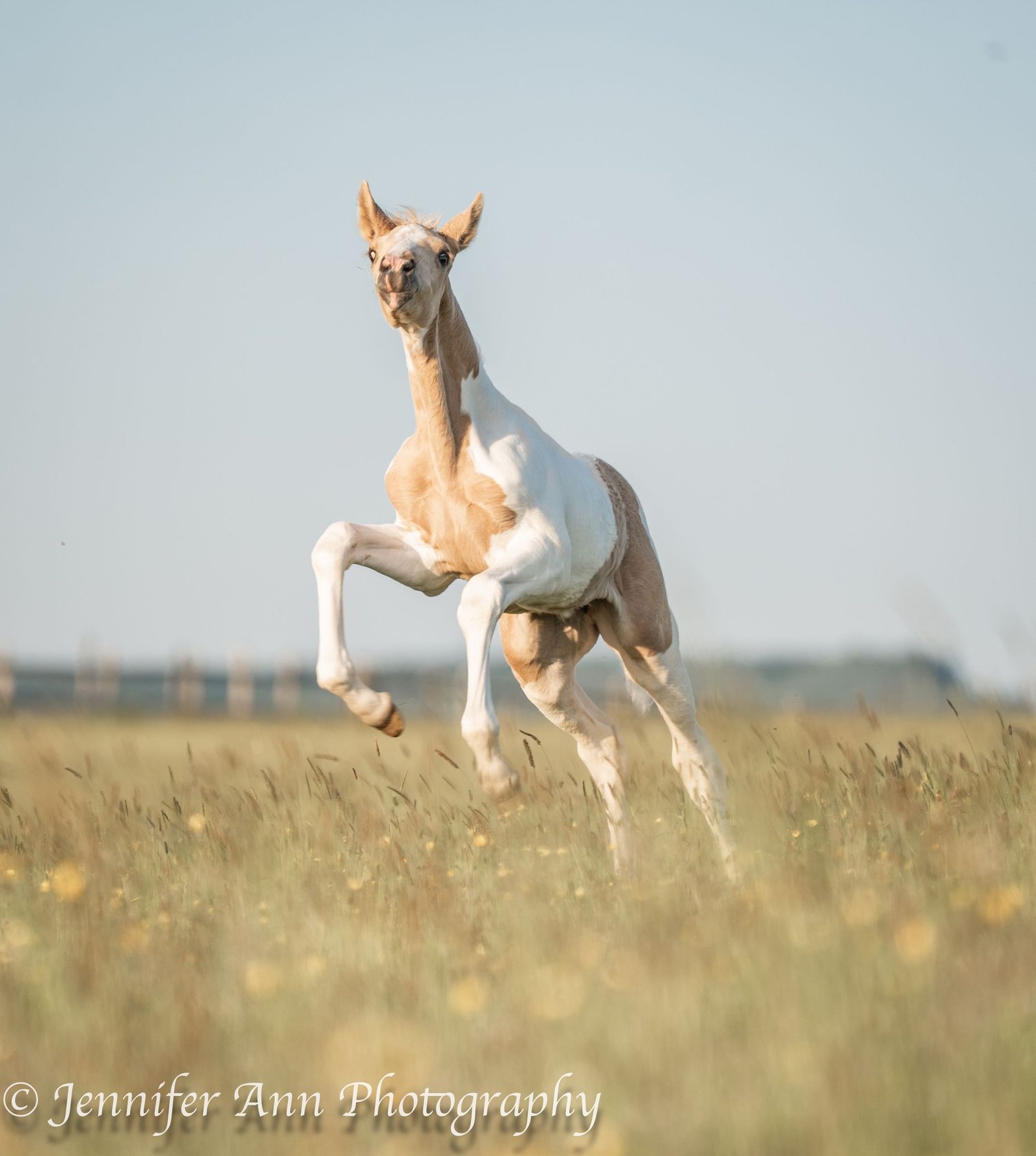Young foal jumping playfully in a sunlit meadow.