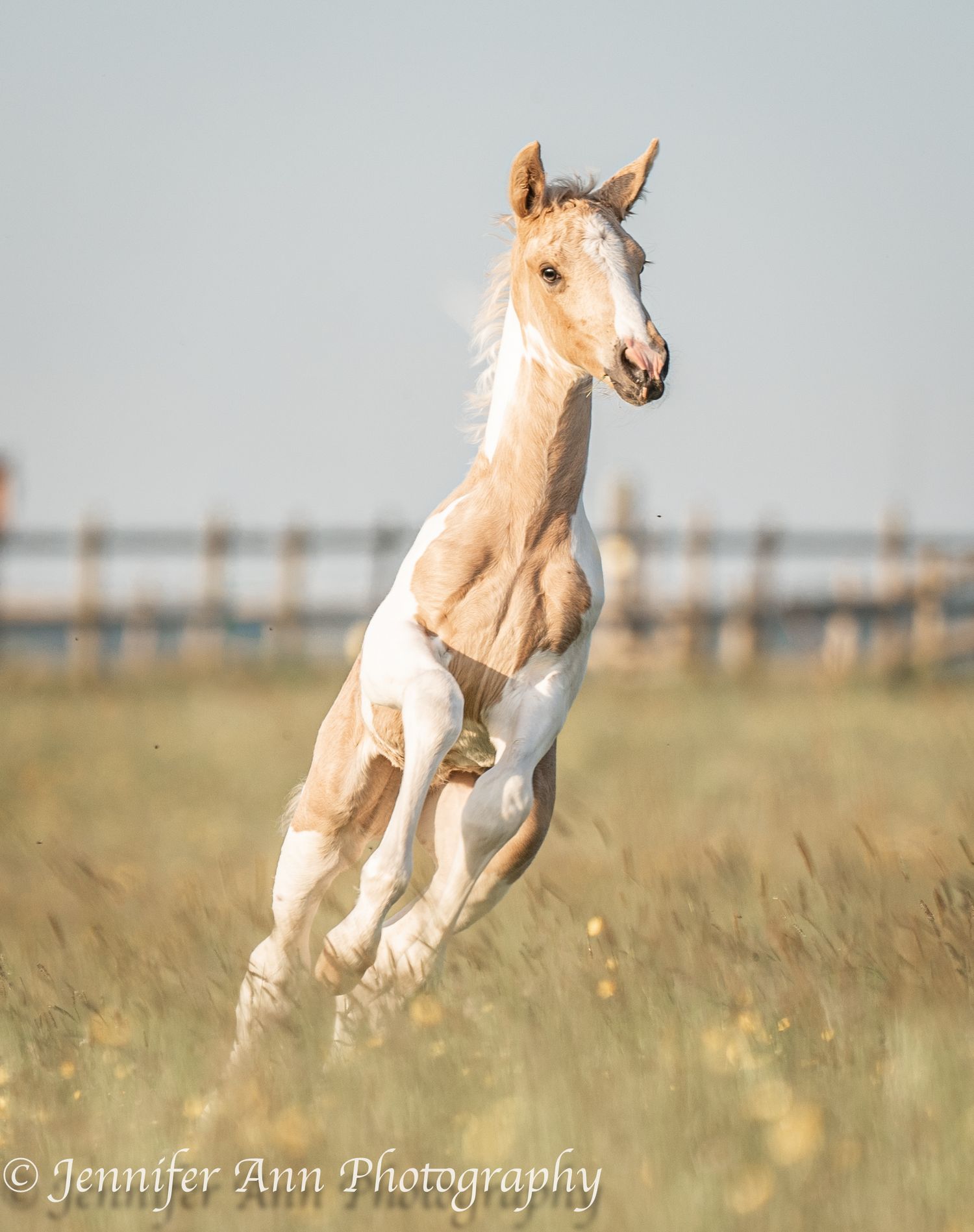 Cream colored foal running and leaping through a summer field.