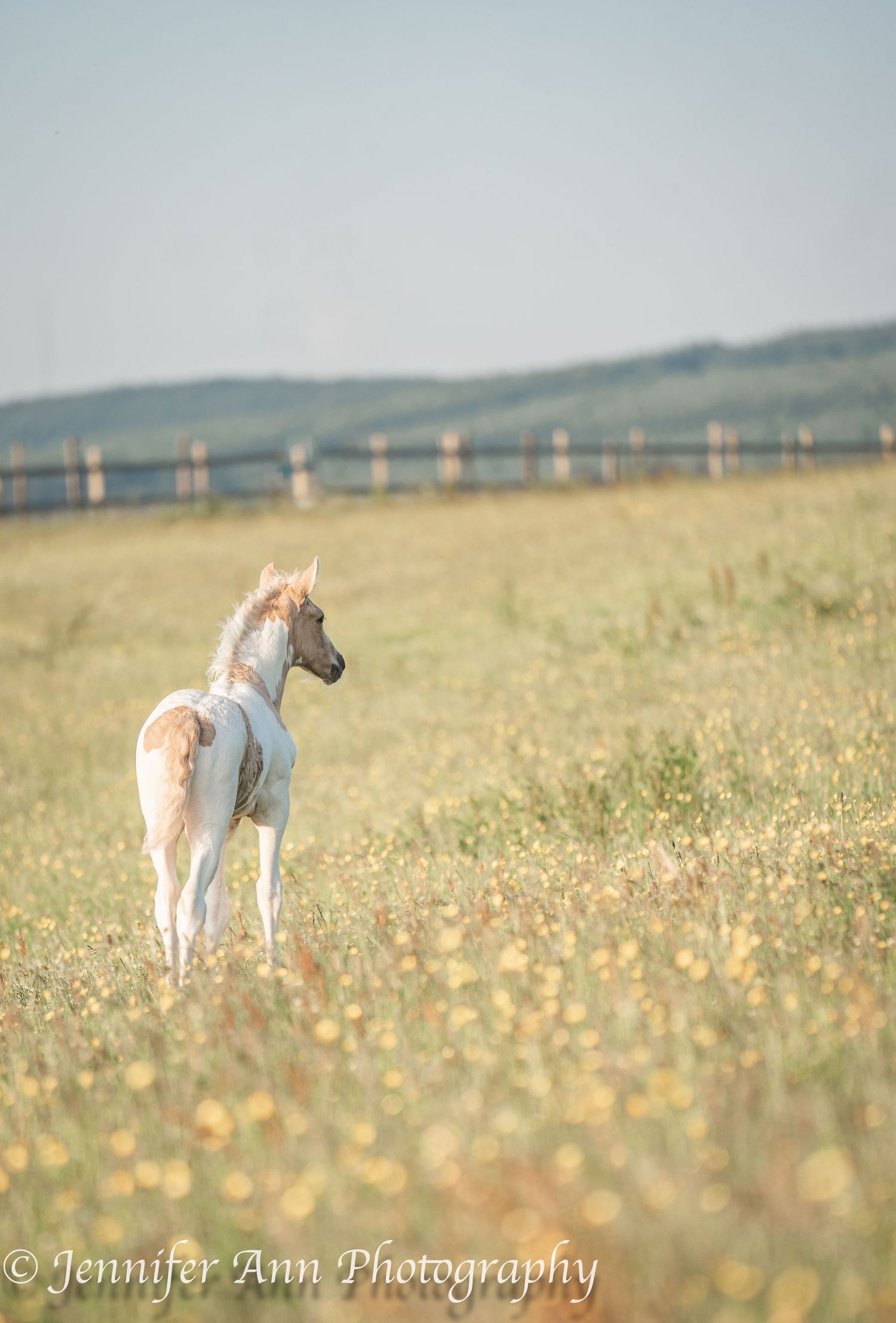 A white foal stands alone in a golden meadow at sunset with hills in the background.
