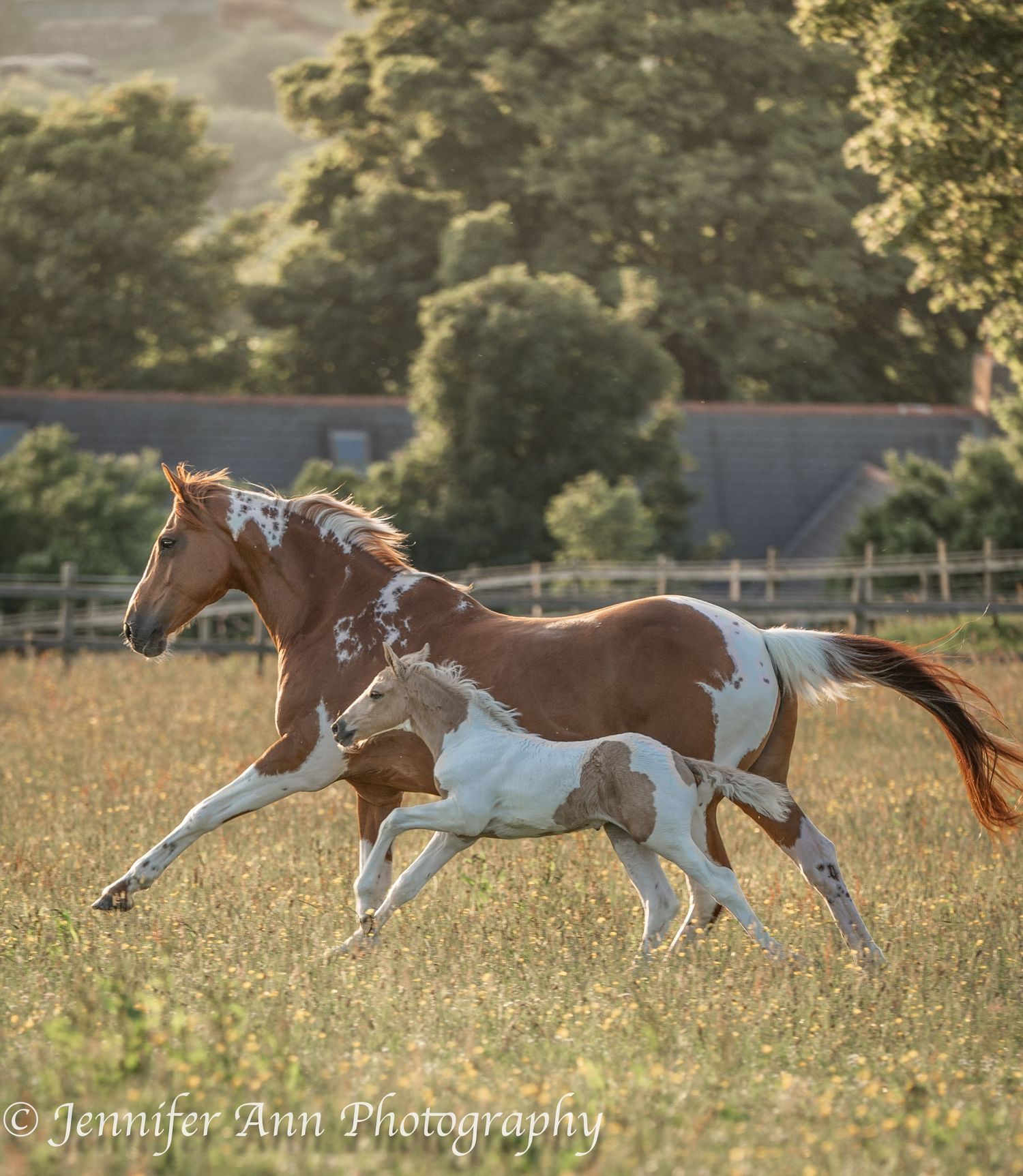 A brown and white pinto horse runs with its foal through a sunny pasture.