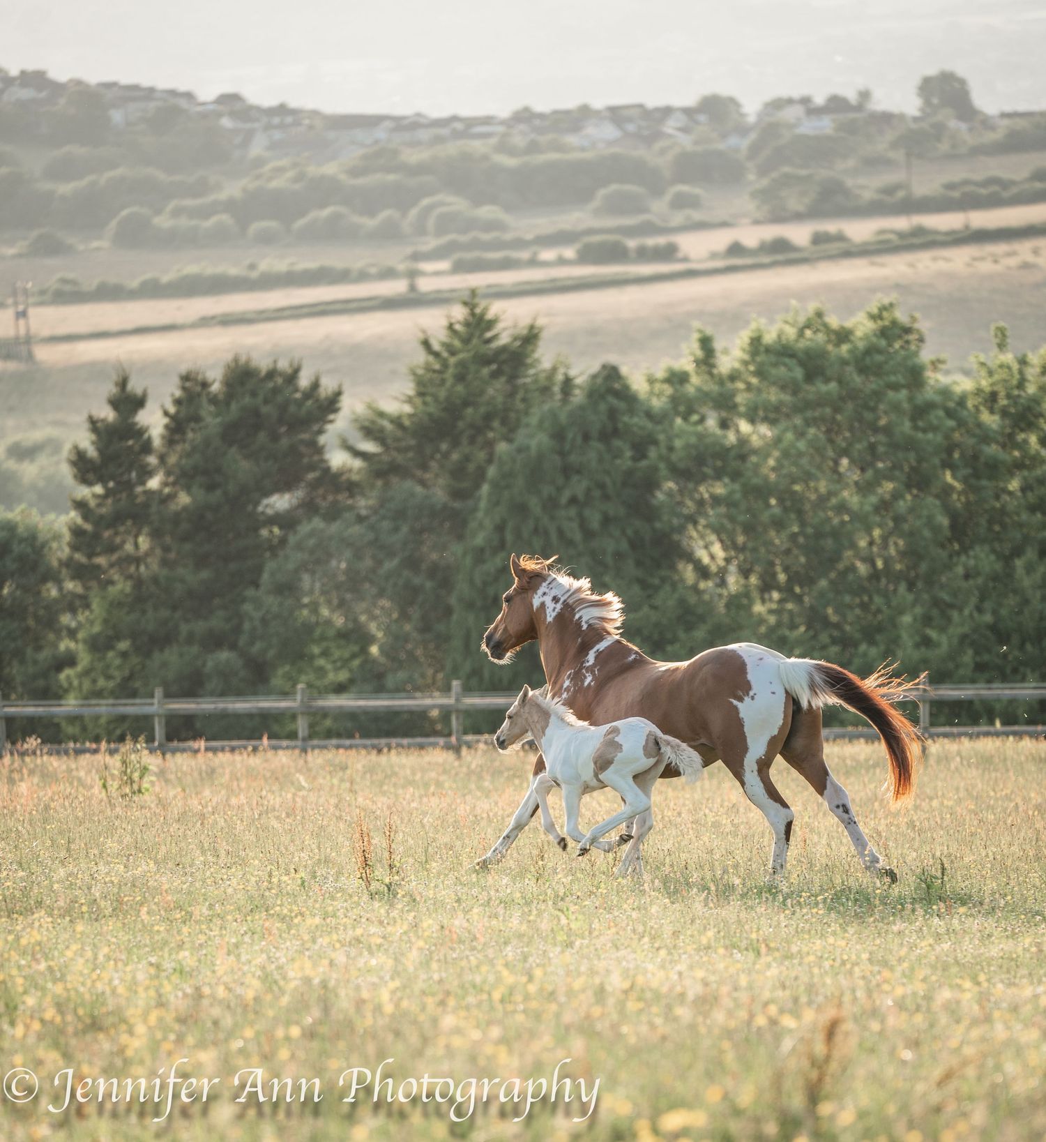 Two horses gallop together across a grassy hillside field at dusk.