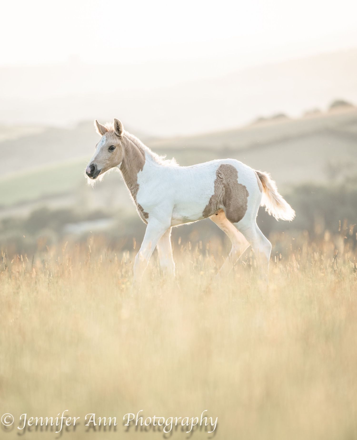 A young white and tan spotted foal prances through tall grass in warm sunlight.