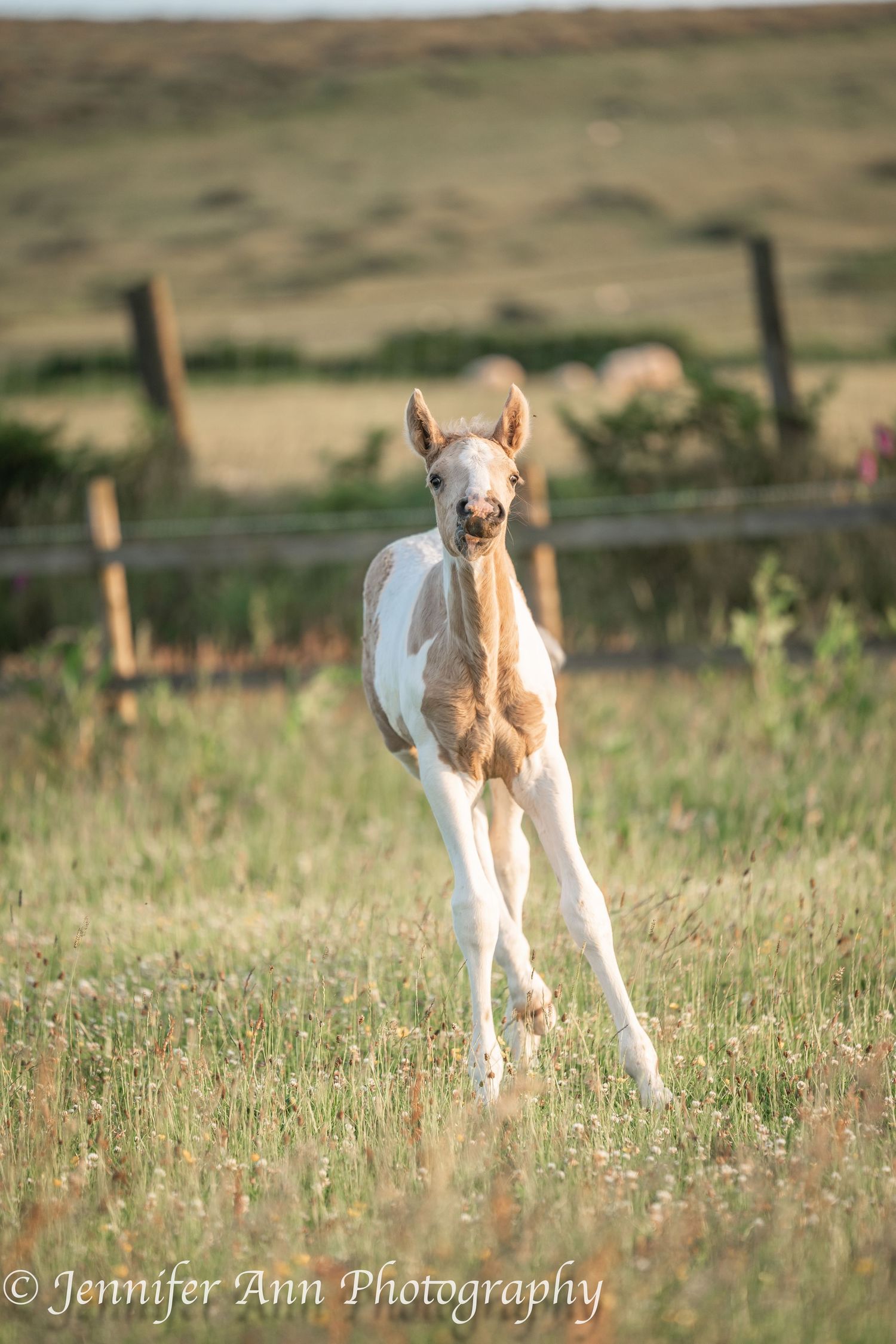 A light-colored foal with long legs stands alert in a fenced pasture.