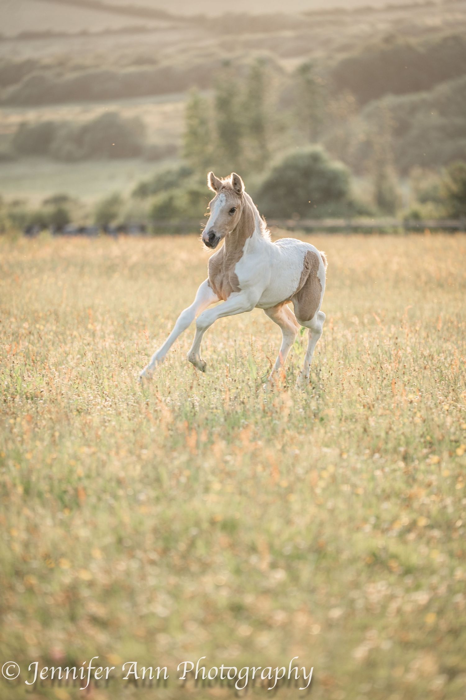 A white and tan spotted foal leaps playfully through a sunlit meadow.