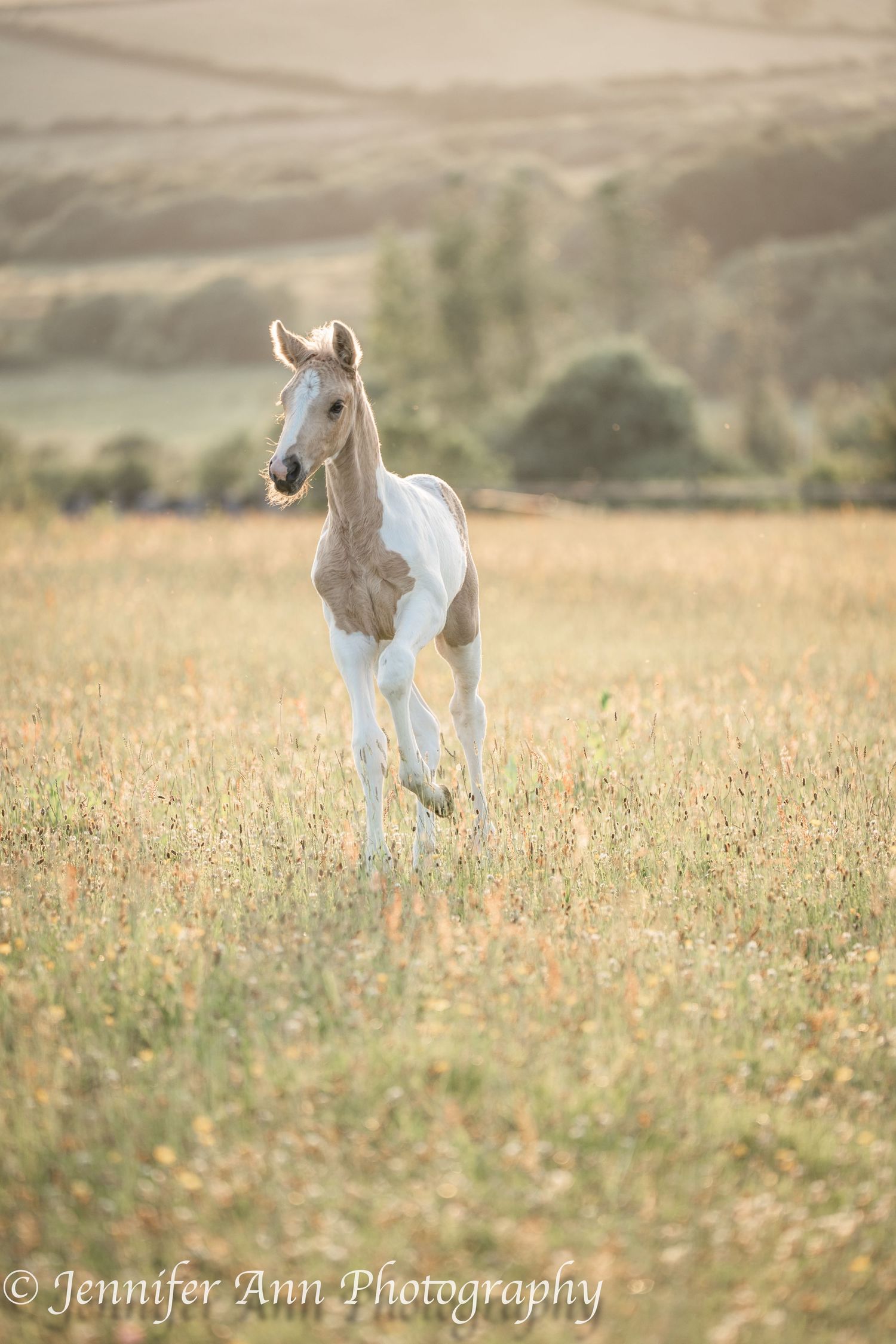 A young pinto foal trots gracefully through a golden grass field.