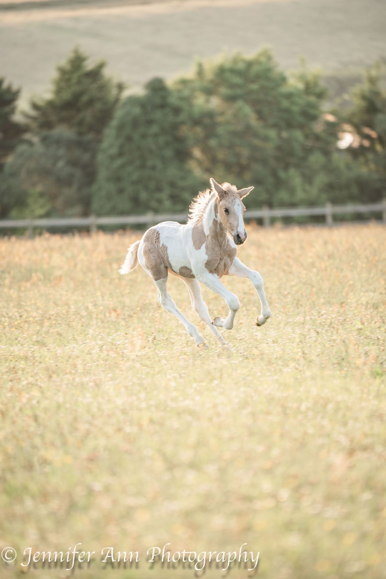 A spotted foal bounds energetically through a summer meadow at sunset.