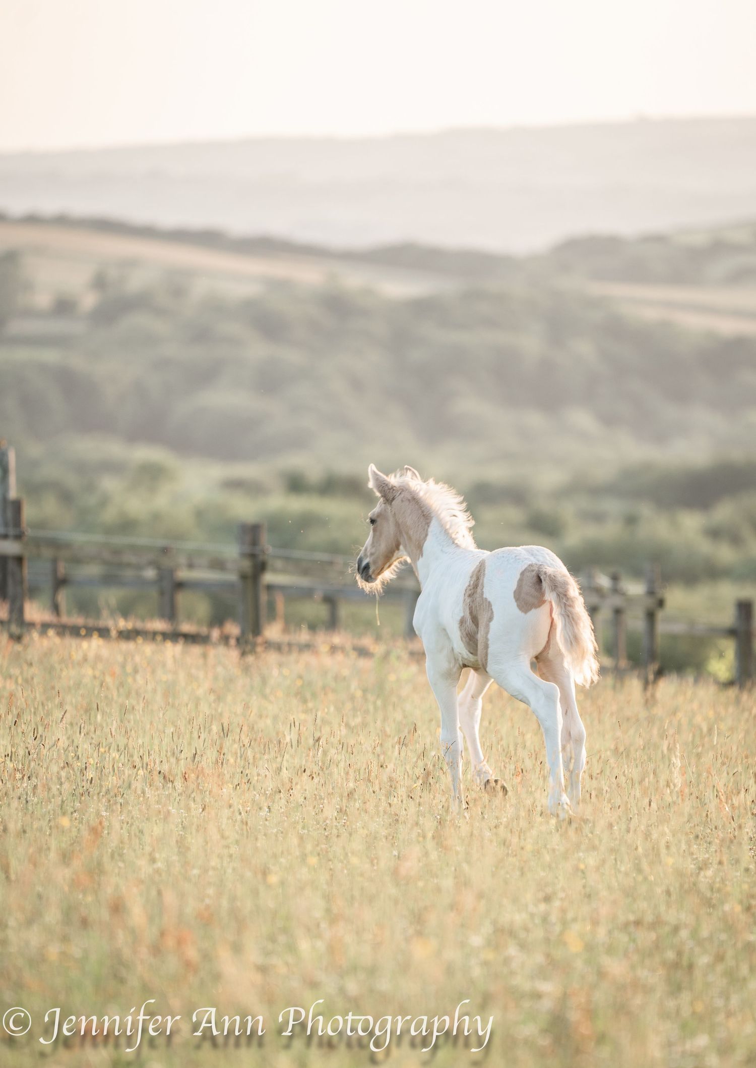 A paint horse foal stands majestically in a grass field with rolling hills behind.