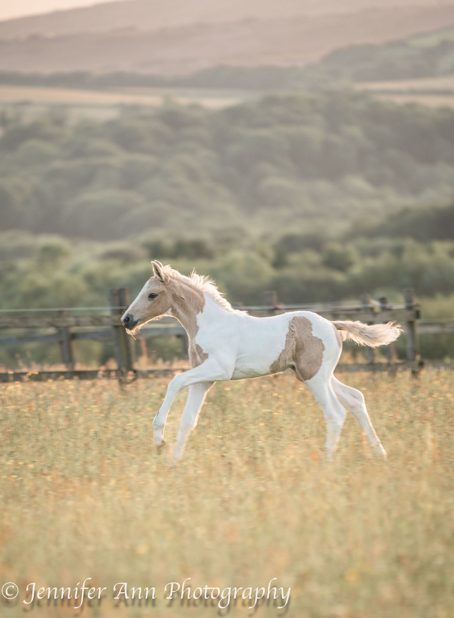 A paint foal gallops freely across a sun-drenched meadow with mountains in the distance.