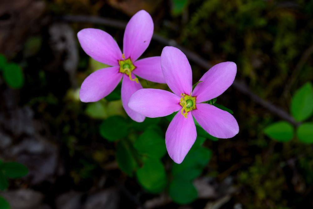 Two pink five-petaled wildflowers with green centers growing close together on forest floor. Rosepink