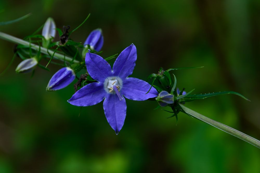 Purple star-shaped wildflower with five petals blooming on a thorny stem in nature. American Bellflower