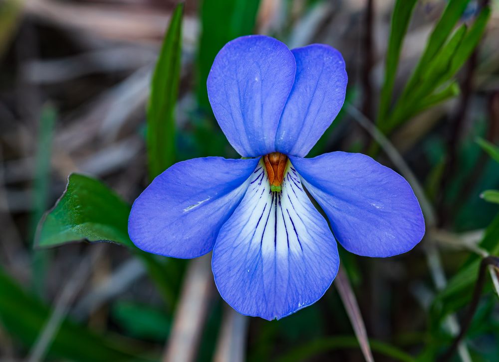 Vibrant blue violet flower with orange center detail surrounded by green grass blades. Bird Foot Violet