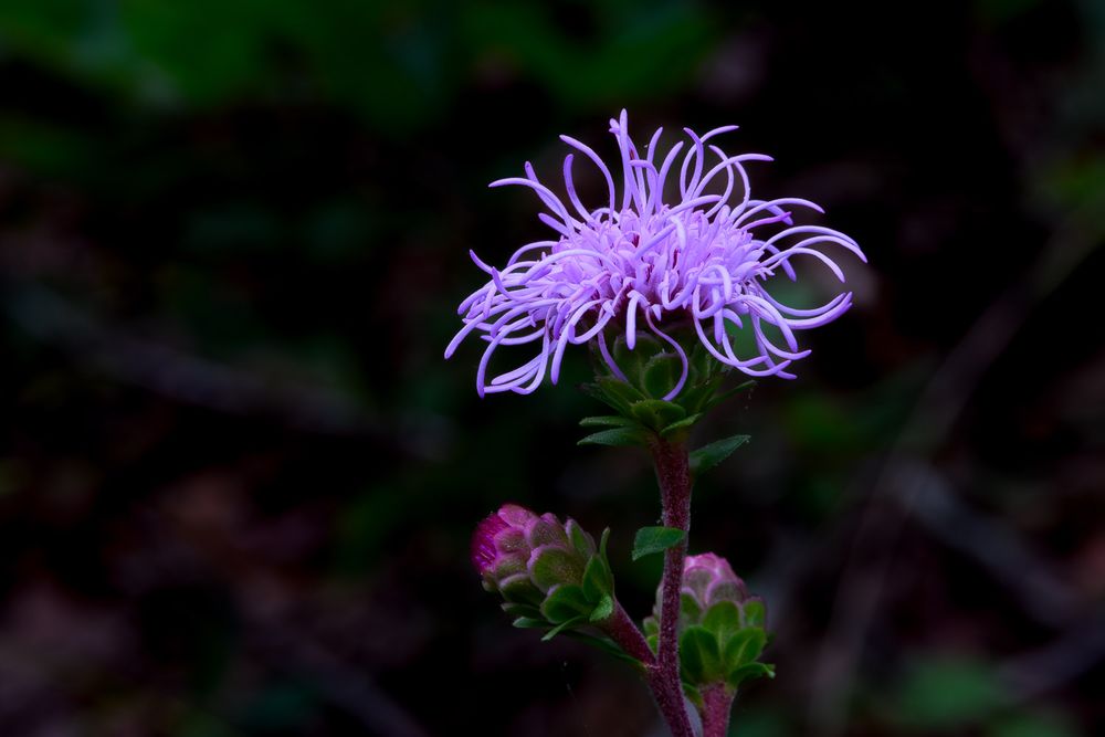 Purple wildflower with delicate spidery petals blooming against a dark forest background. Blazing Star