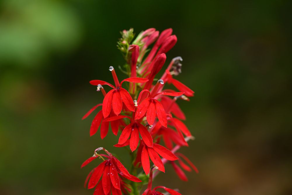 Vibrant red Cardinal flower with multiple blooms on a single stem against green foliage.