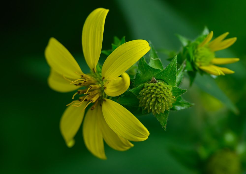 Bright yellow wildflowers with green buds bloom on lush green background.