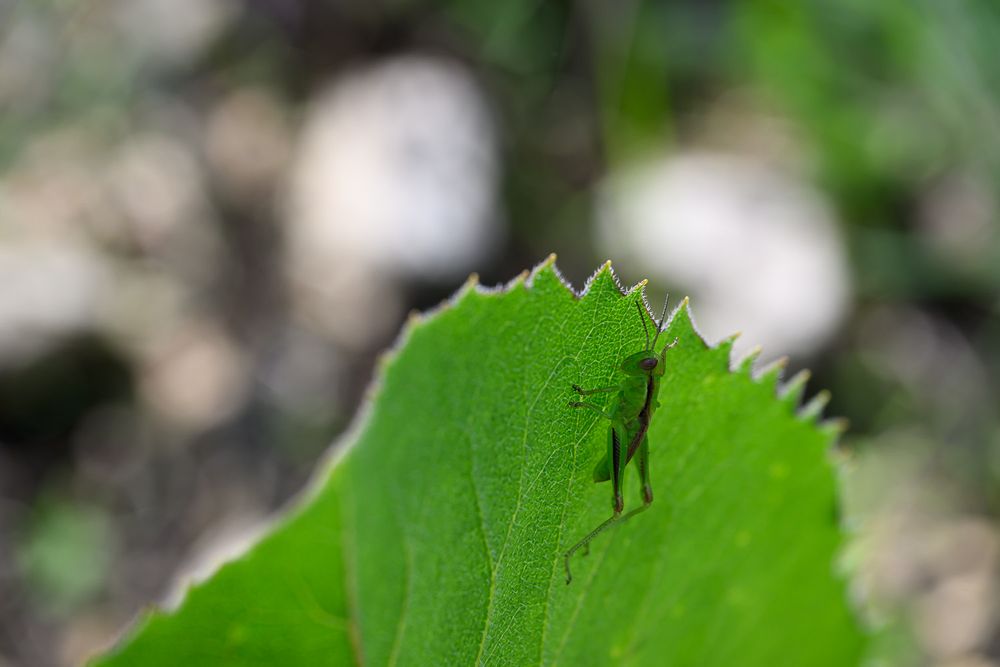 A green grasshopper camouflaged on a serrated green leaf in natural sunlight.