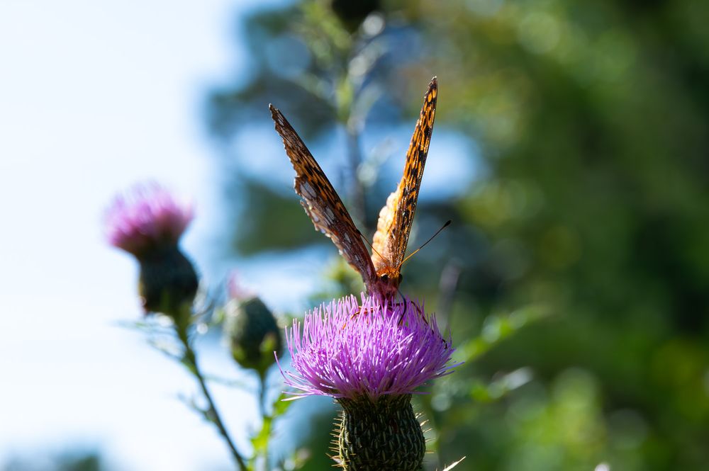 Great spangled fritillary butterfly perched on purple thistle flower in sunny outdoor garden setting. Arkansas