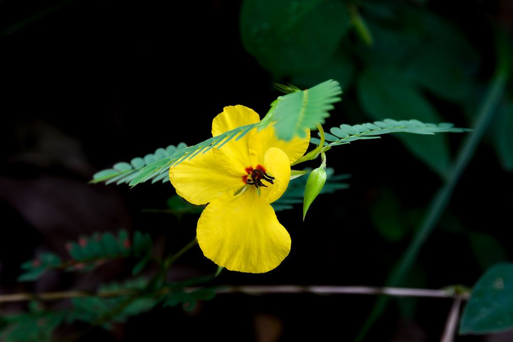 Yellow wildflower with a small bee visitor nestled among green fern leaves in dark forest. Partridge Pea