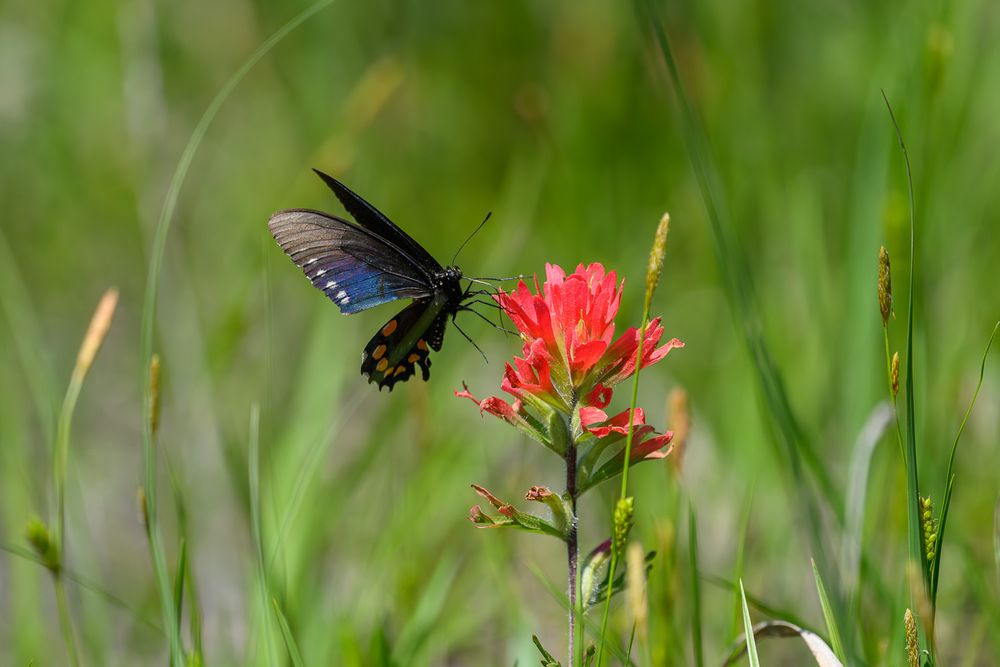 Pipeline black swallowtail butterfly in flight feeding on a red Indian paintbrush wildflower in meadow.
