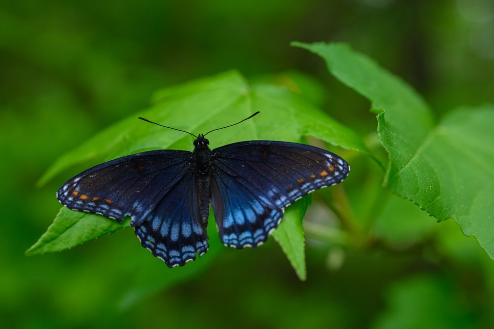 Black and blue spotted butterfly with open wings resting on bright green leaves. Red Spotted Admiral