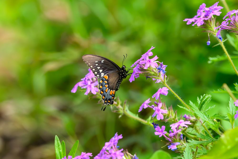 A spicebush swallowtail butterfly feeding on vibrant pink wildflowers in a garden.