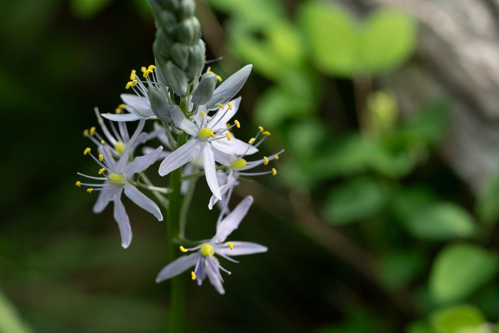 Delicate white star-shaped wildflowers with yellow stamens on green background. Wild Hyacinth light blue