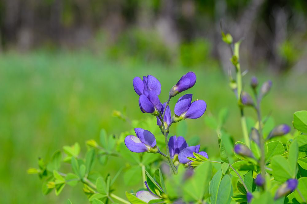 Vibrant purple wild indigo flowers bloom among green foliage in a natural meadow.