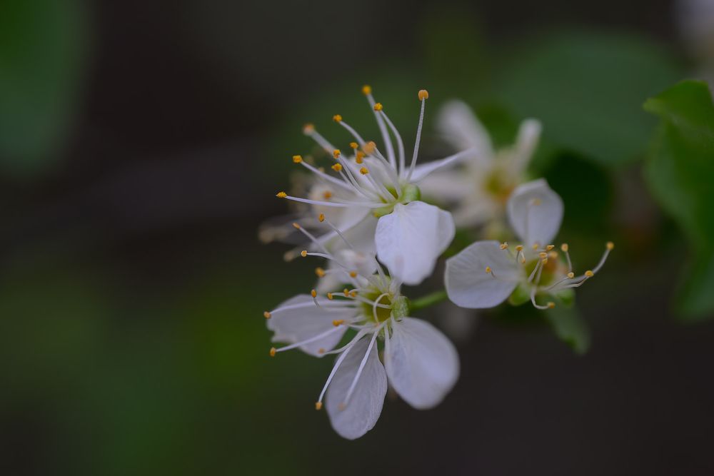 Cluster of small white cherry blossoms with yellow stamens on a branch with green leaves. wild plum