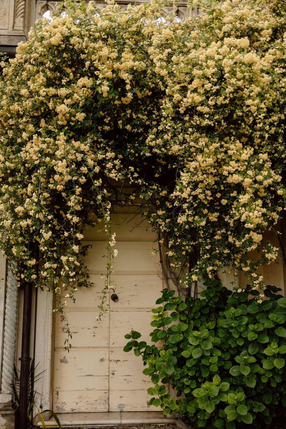 Cascading yellow roses bloom abundantly against a white painted exterior wall of a house.