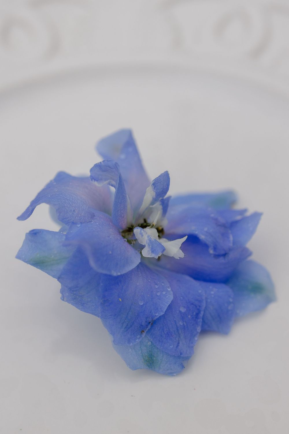 A sequence of delicate blue larkspur petals arranged horizontally showing gradual decay against a soft white background.