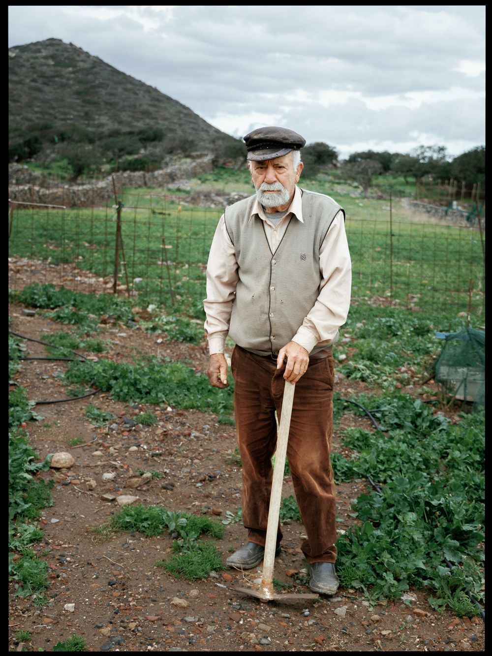 Elderly farmer standing in rural vegetable field holding farming tool.