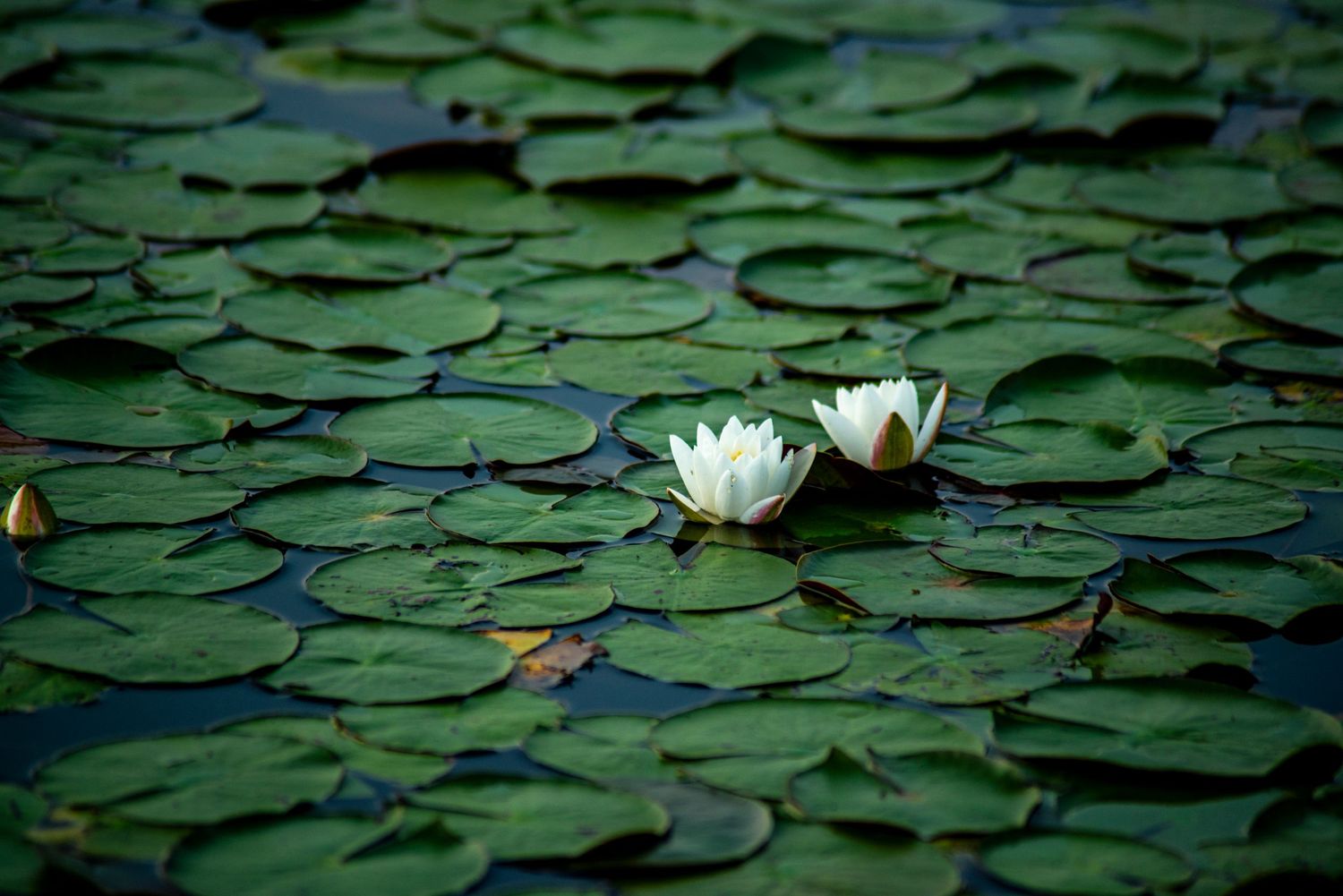 Lilly Pads