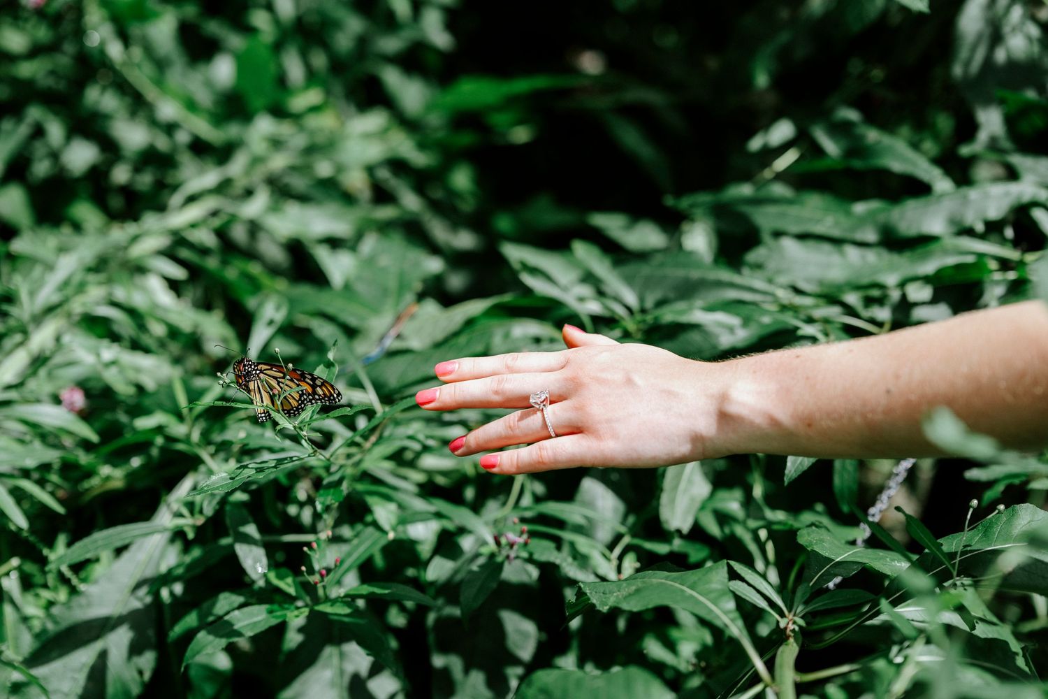 Close-up view of hands reaching through green foliage in a garden setting.