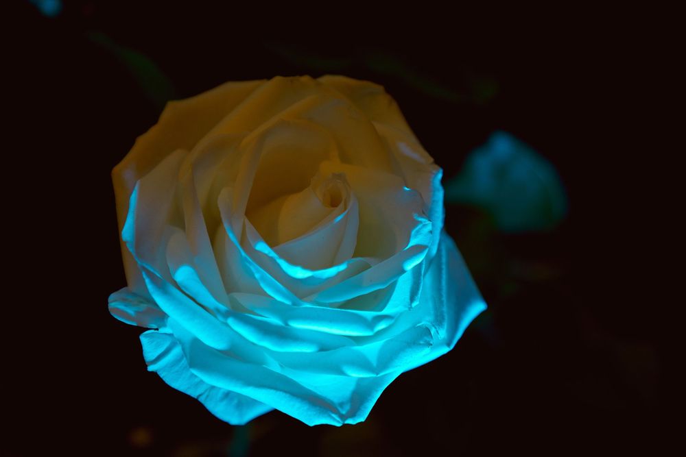 Close-up of a white rose illuminated with dramatic blue lighting in the dark.