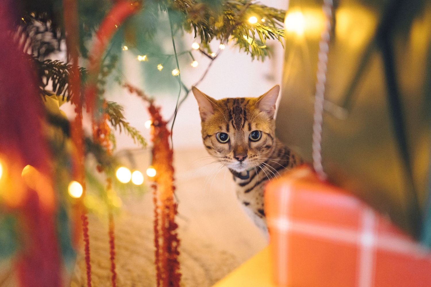 A curious Bengal cat peeks through Christmas decorations with festive bokeh lights in the background.