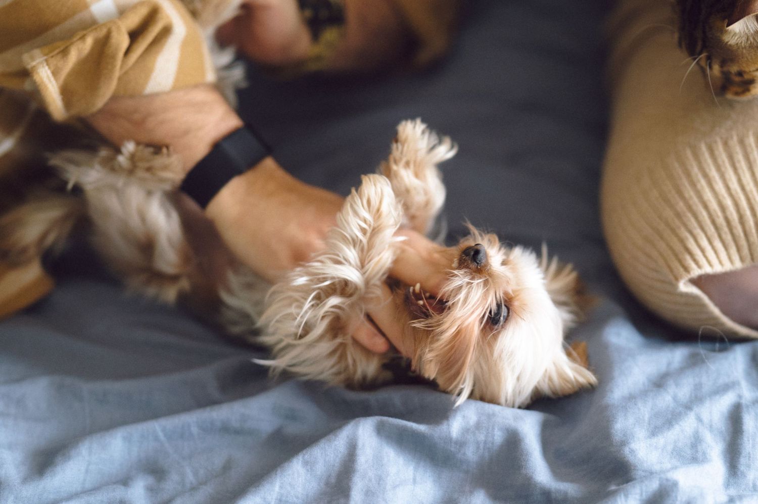 Small Yorkshire terrier puppy laying on its back on blue fabric showing its belly in playful position.