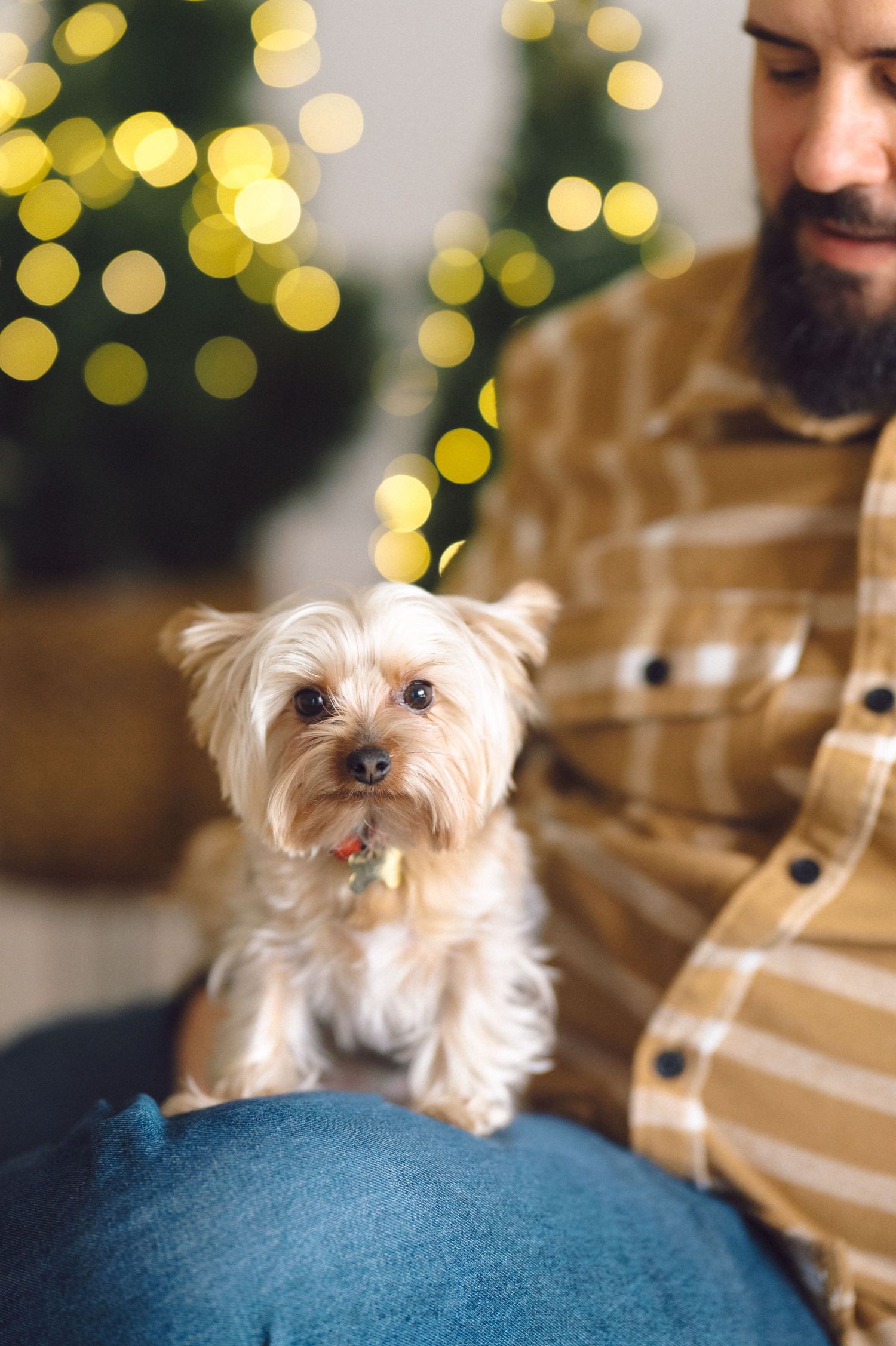 Small Yorkshire Terrier puppy sits on lap near Christmas tree with bokeh lights in background.