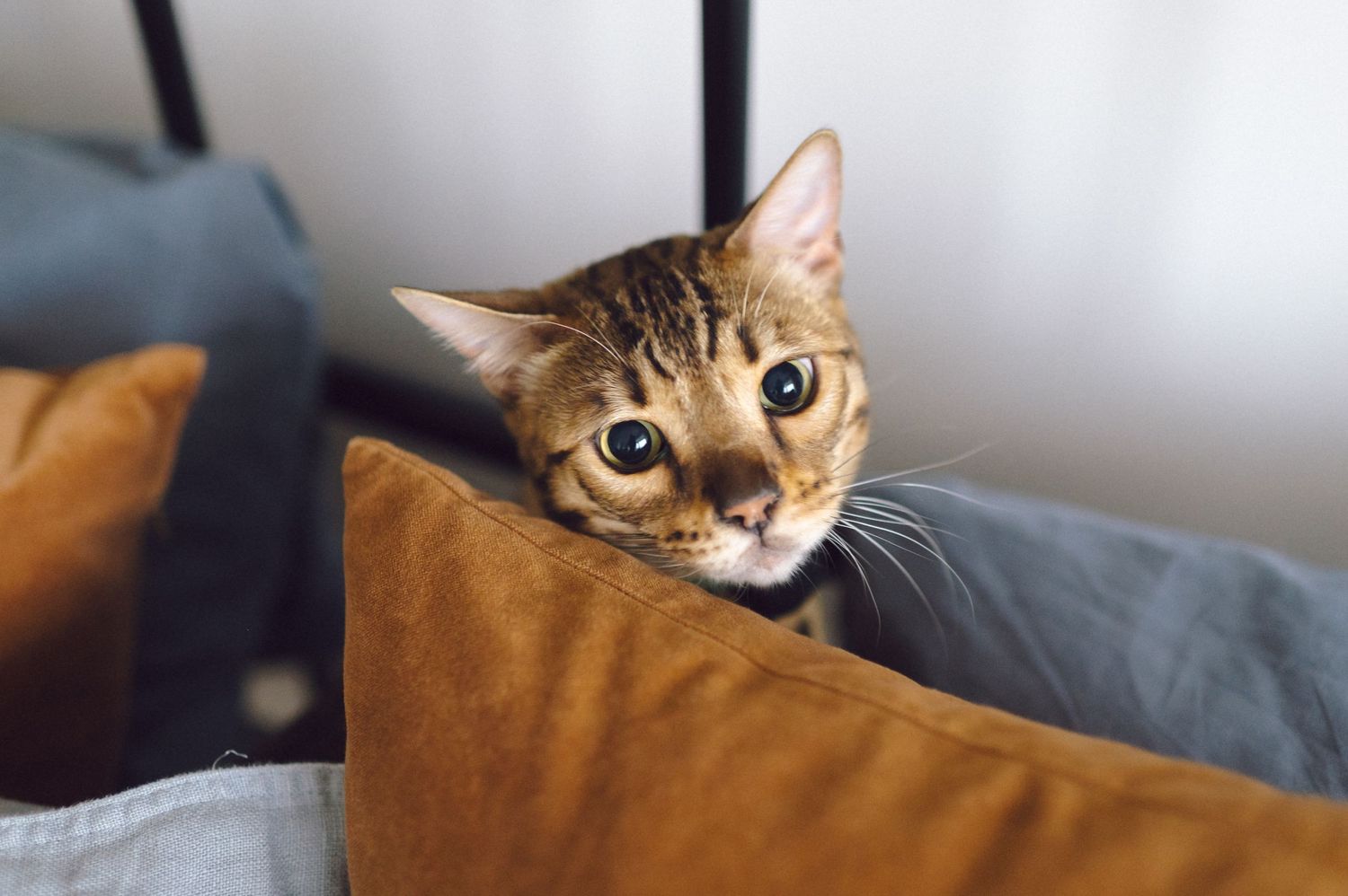 A curious tabby cat peeks over the edge of a brown cushion with wide eyes and alert expression.