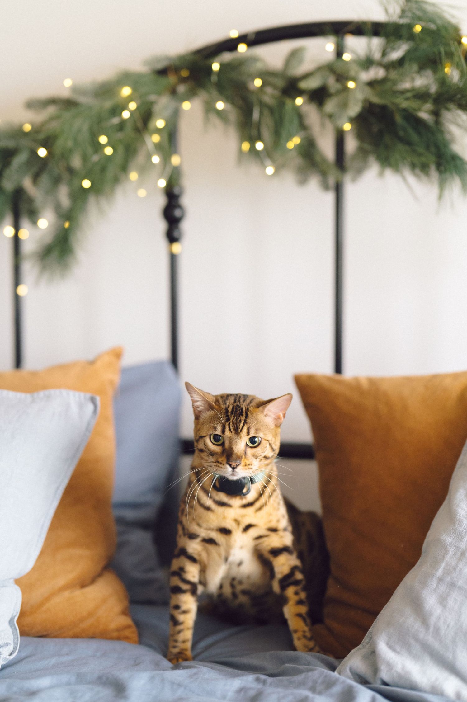 Adorable British Shorthair cat sits on couch beneath festive holiday garland and twinkling lights.