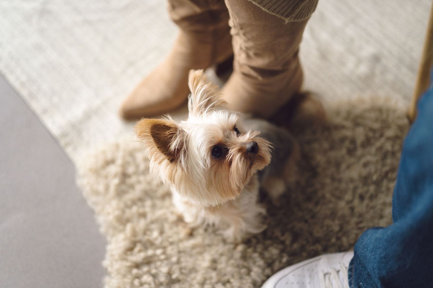 Two small puppies wearing matching striped sweaters are playing together on a light colored carpet.