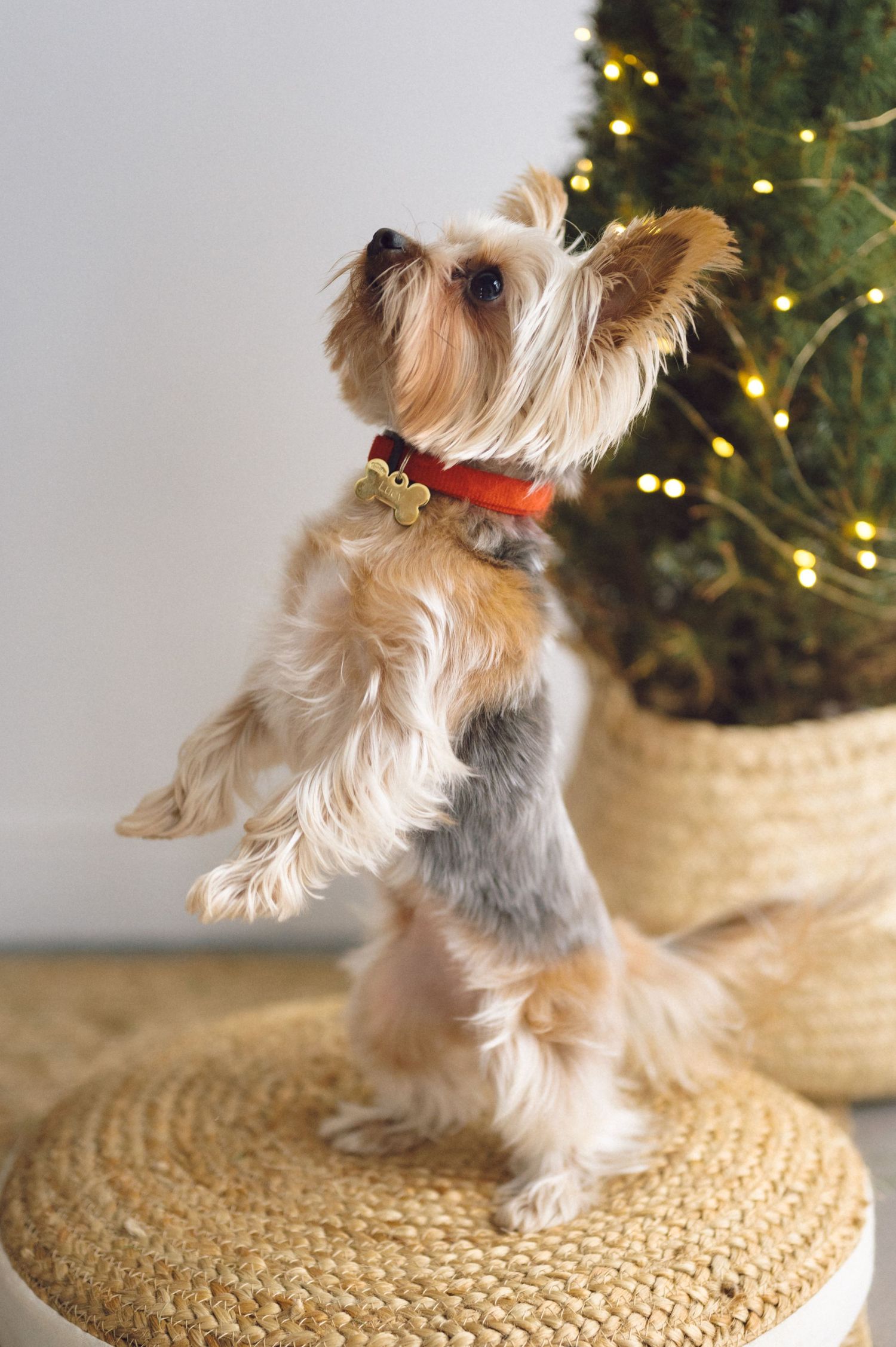 Yorkshire terrier stands on round woven mat looking up at Christmas tree with twinkling lights in background.