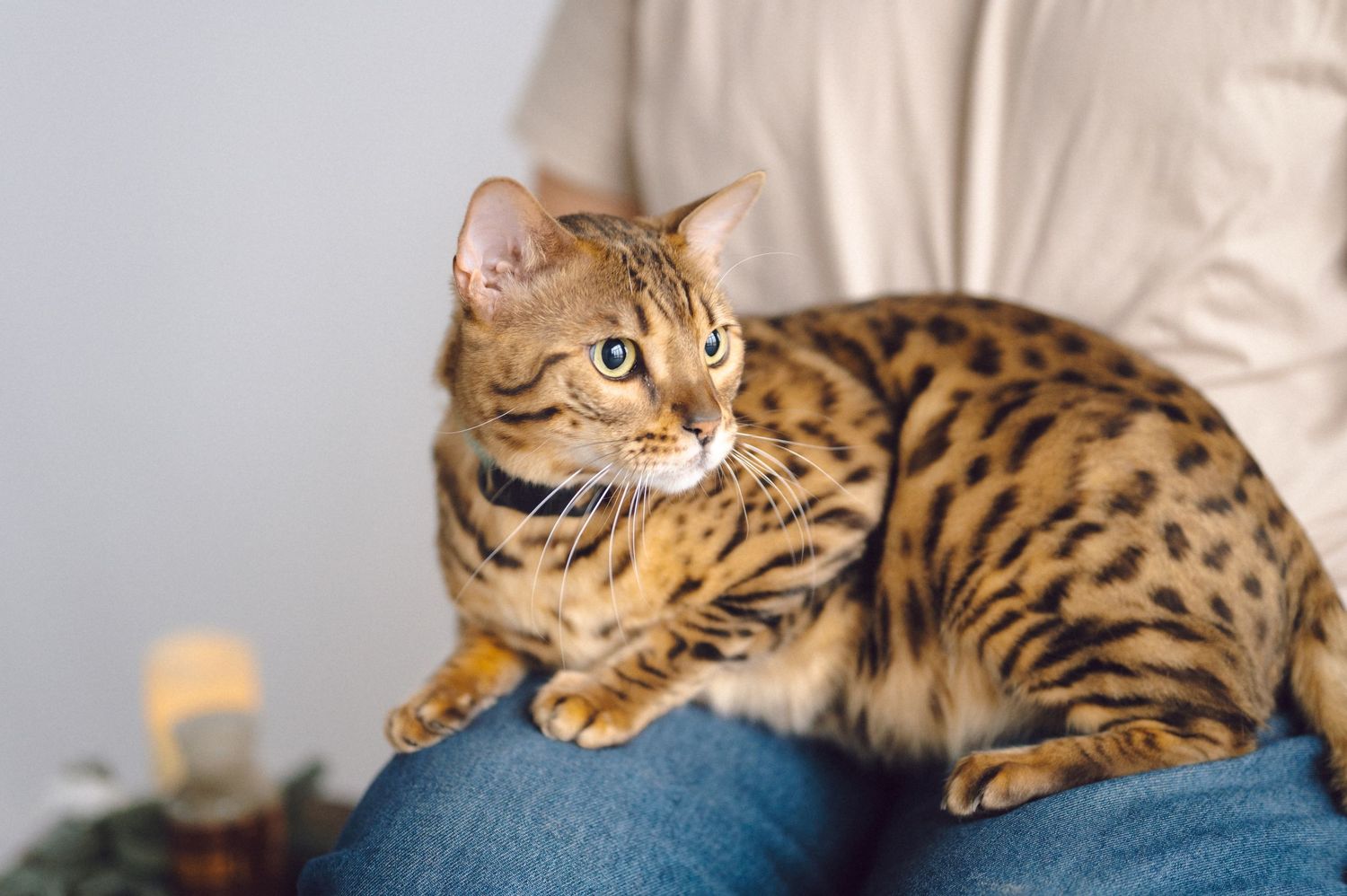 A Bengal cat with distinctive spotted coat pattern sits attentively on denim-clad legs in a home setting.