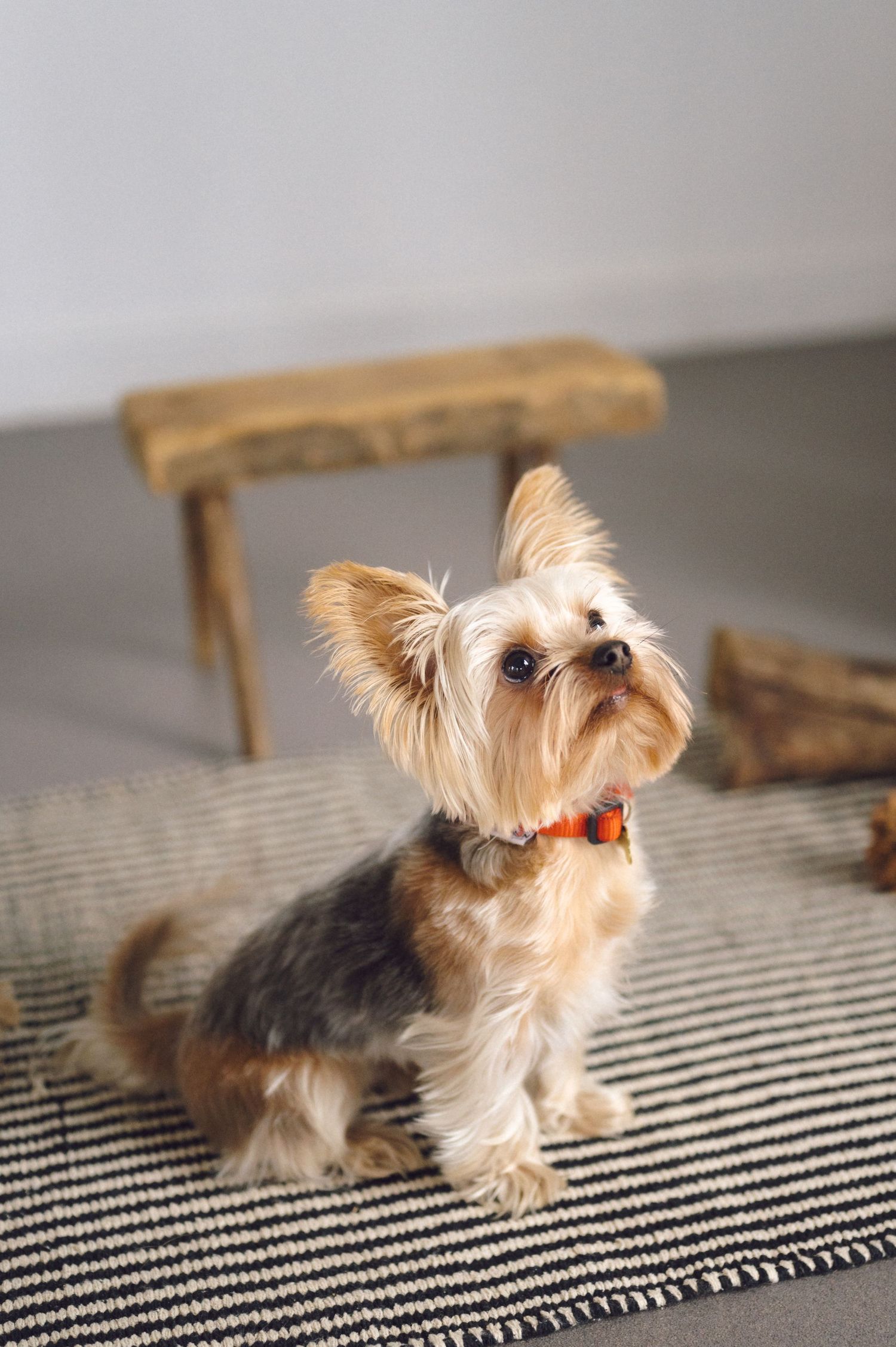 Adorable Yorkshire Terrier puppy with fluffy fur sitting on a striped rug next to a wooden chair.