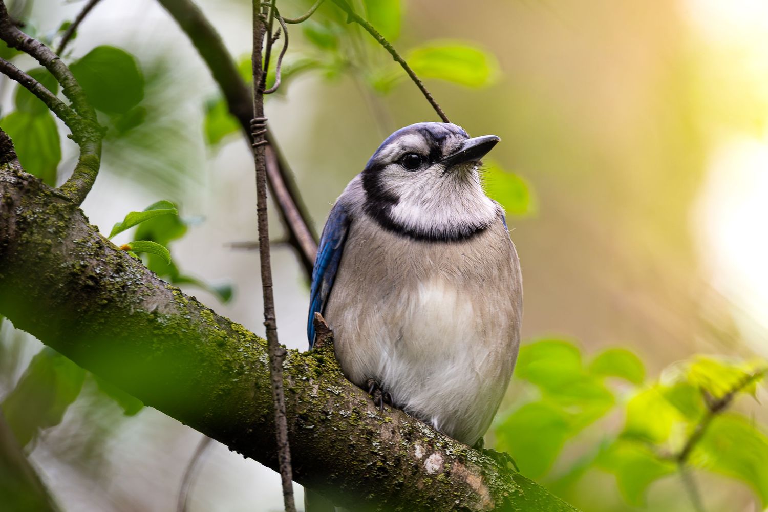A blue jay bird perched on a mossy tree branch surrounded by green leaves in natural light.
