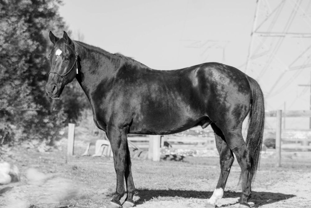 Black horse standing in a sunny paddock, showcasing its sleek coat and elegant build in a black and white photograph.