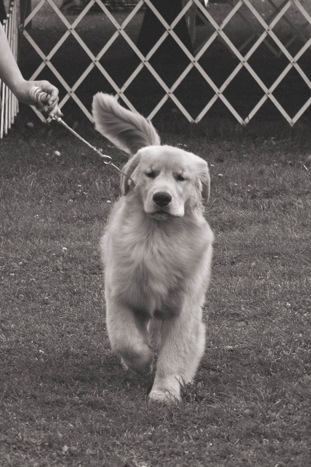 Fluffy Golden Retriever puppy on a leash trotting across a grassy field in a black and white dog show photo.