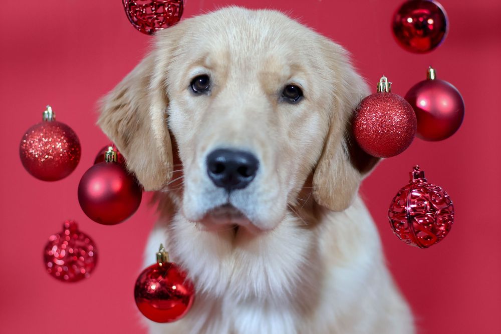 Golden Retriever puppy surrounded by floating red Christmas ornament balls on red background.